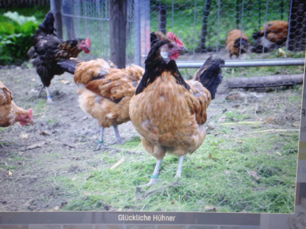 Ferienwohnung Dietlinde Bad Blankenburg Bilik gambar